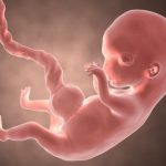 Những cơ bắp nhỏ như “Thằn lằn” mà em bé có trong tử cung và biến mất sau khi sinh