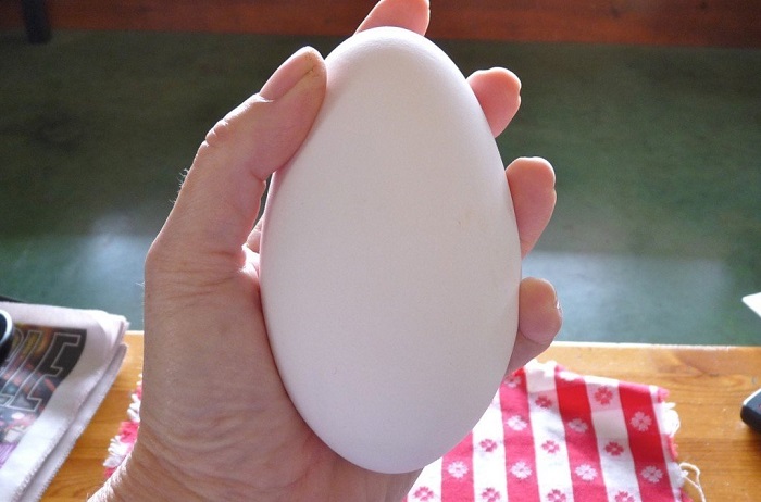 Mang thai có nên ăn trứng ngỗng