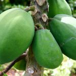 Giai-dap-co-bau-4-thang-an-du-du-xanh-duoc-khong-can-luu-y-nhung-gi