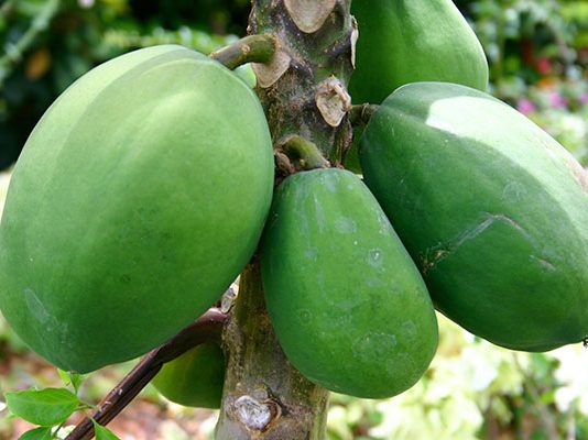 Giai-dap-co-bau-4-thang-an-du-du-xanh-duoc-khong-can-luu-y-nhung-gi