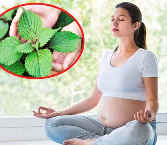 Bầu có ăn được lá tía tô không? Công dụng lá tía tô mang lại